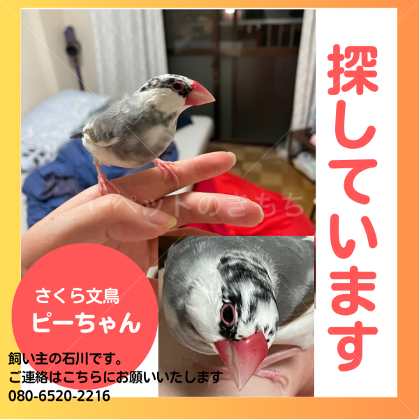 迷子鳥の画像