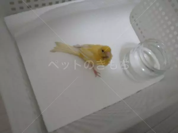 保護鳥の画像