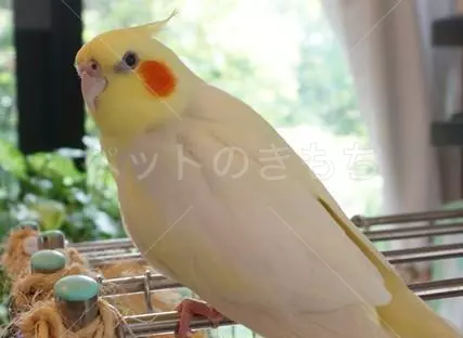 迷子鳥の画像