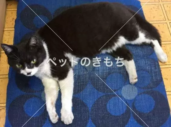 迷子猫の画像