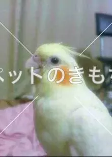 迷子鳥の画像