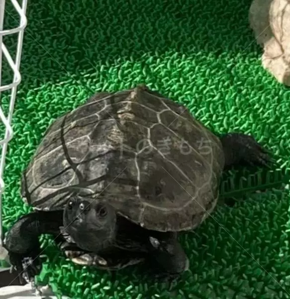 迷子ペットの画像