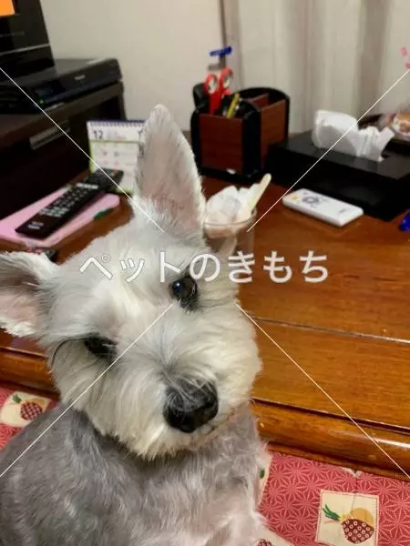 迷子犬の画像