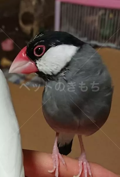 迷子鳥の画像