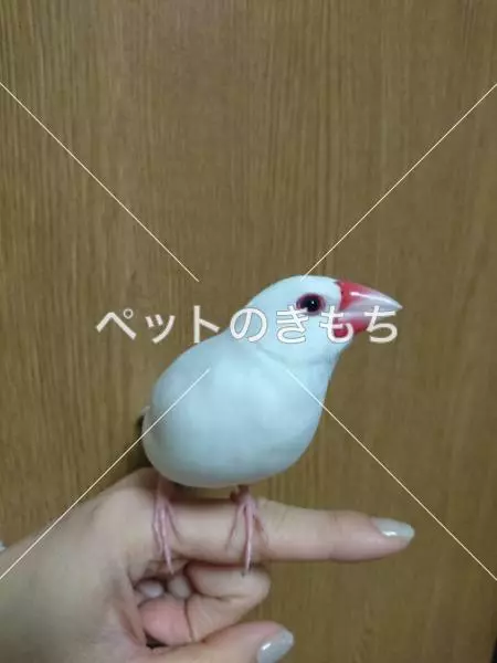 迷子鳥の画像