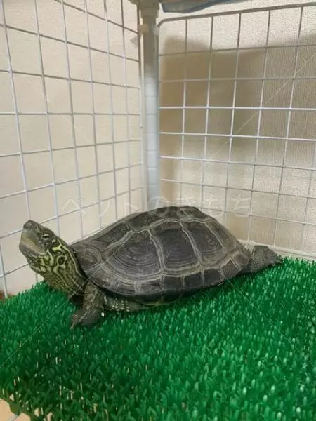 迷子ペットの画像