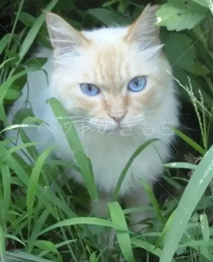 迷子猫の画像