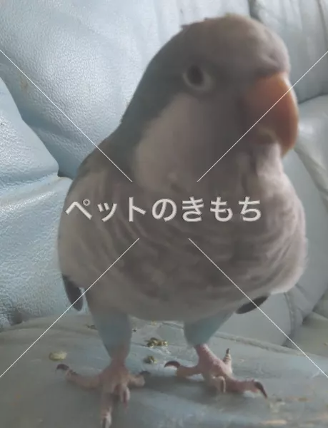 迷子鳥の画像
