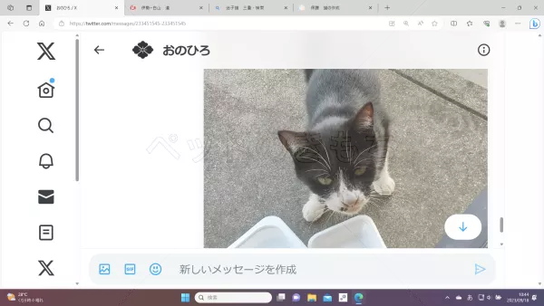 保護猫の画像