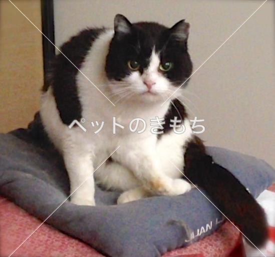 迷い猫の写真