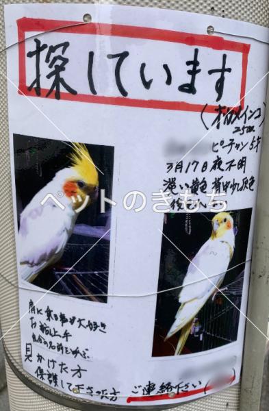 迷子鳥の画像