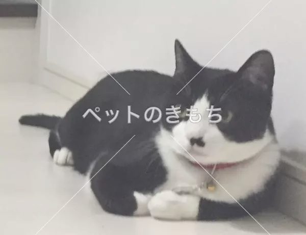 迷子猫の画像