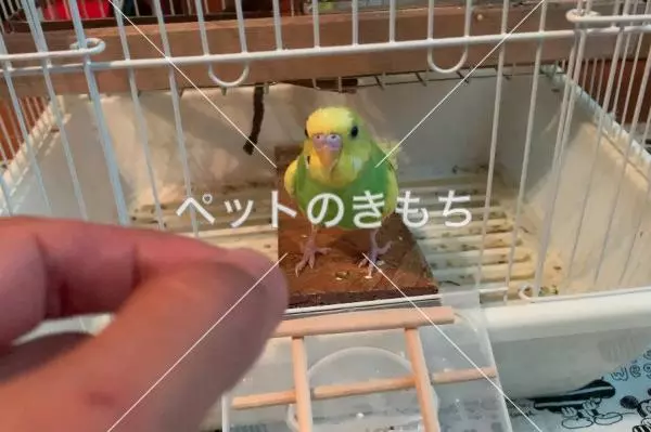 迷子鳥の画像