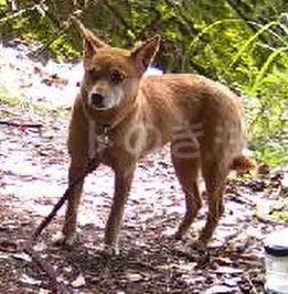 迷子犬の画像