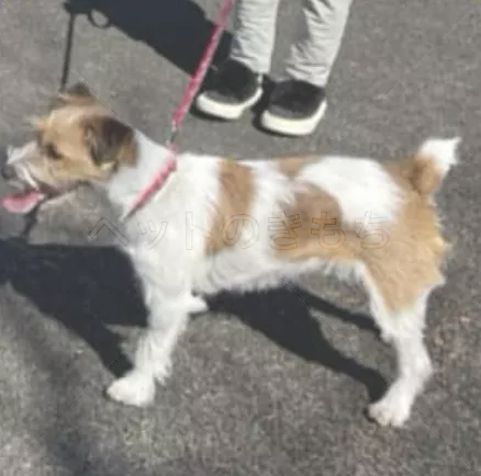迷子犬の画像