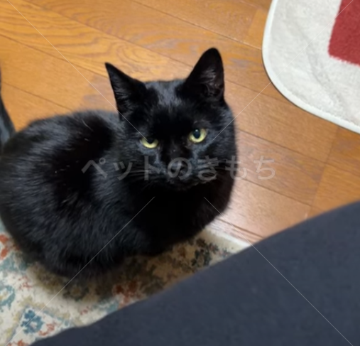 迷子猫の画像