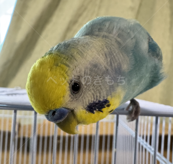 迷子鳥の画像