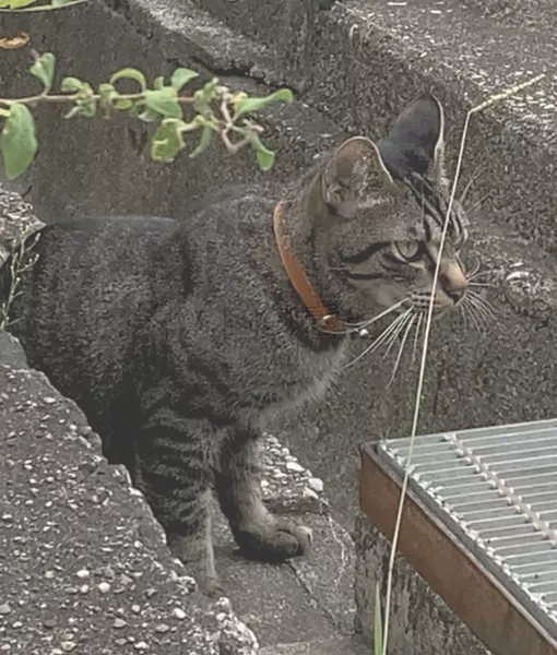 コメントの画像