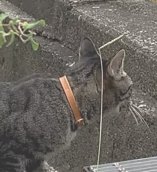 コメントの画像