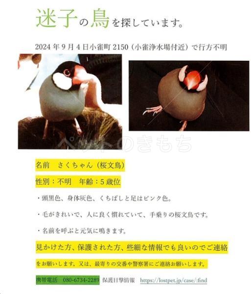 迷子鳥の画像