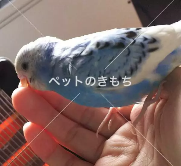 保護鳥の画像