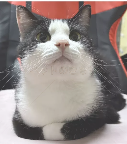 迷子猫の画像