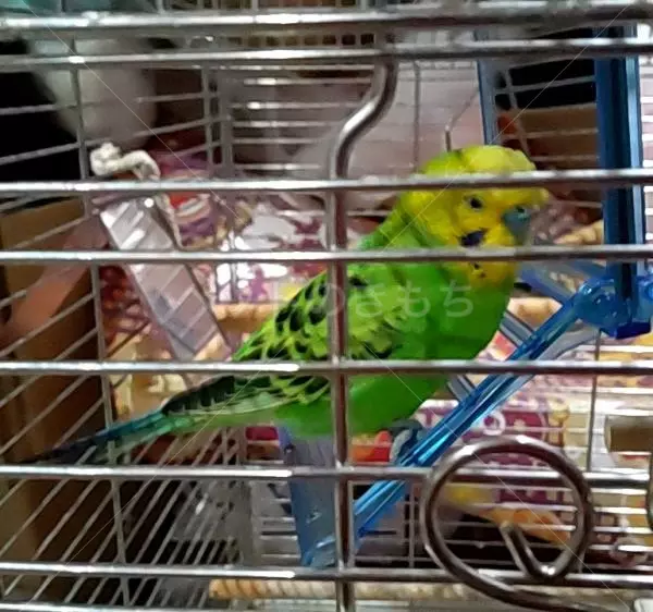 コメントの画像