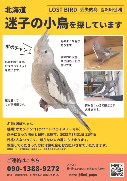迷子鳥の画像