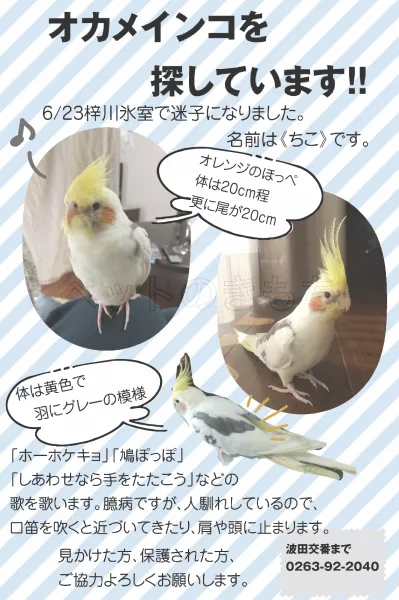 迷子鳥の画像