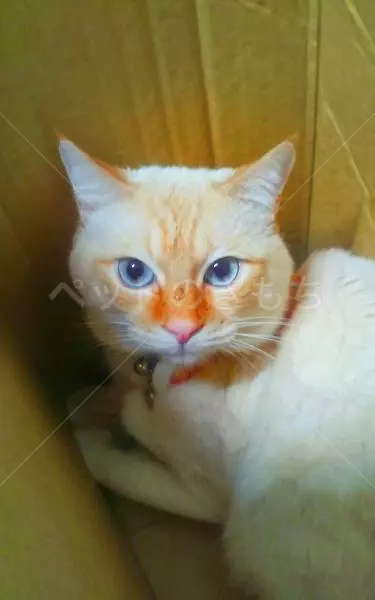 迷子猫の画像