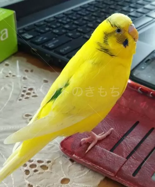 迷子鳥の画像