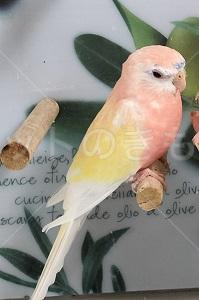 迷子鳥の画像