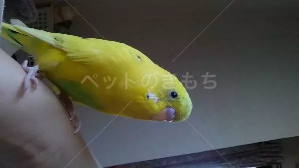 迷子鳥の画像