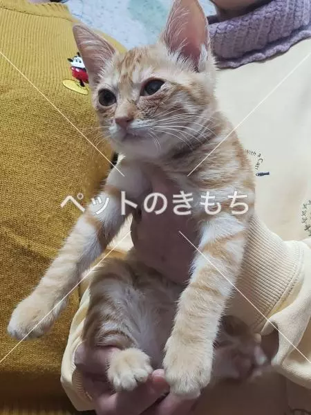 迷子猫の画像