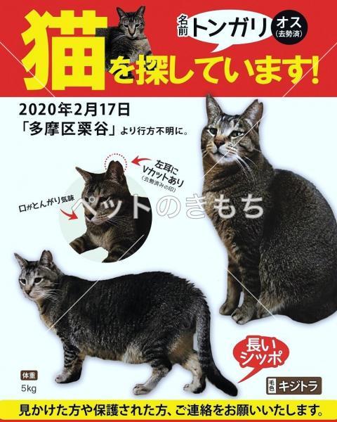 迷子猫の画像