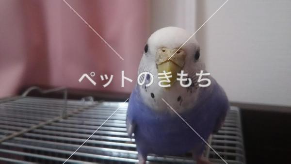 迷子鳥の画像