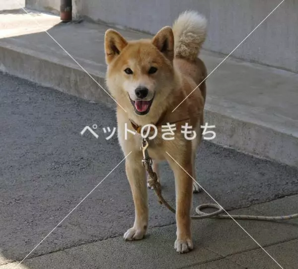迷子犬の画像
