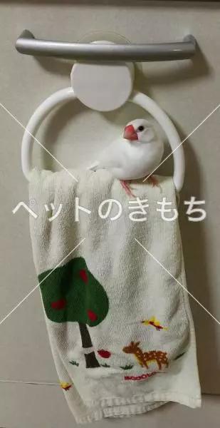 迷子鳥の画像