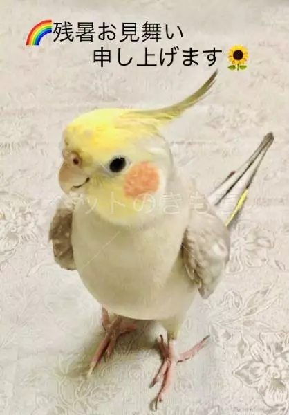 迷子鳥の画像