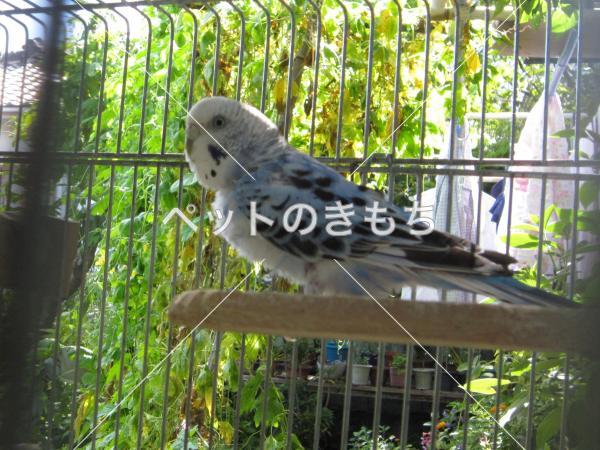 迷い鳥の写真