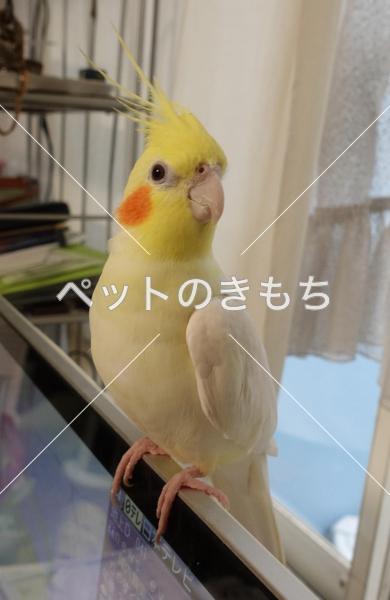 迷子鳥の画像