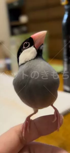 迷子鳥の画像
