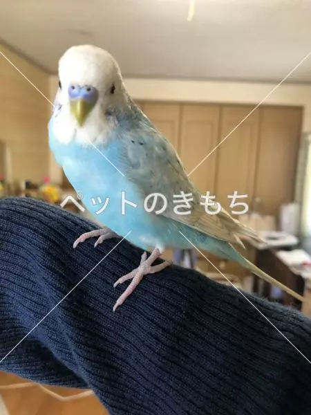 迷子鳥の画像