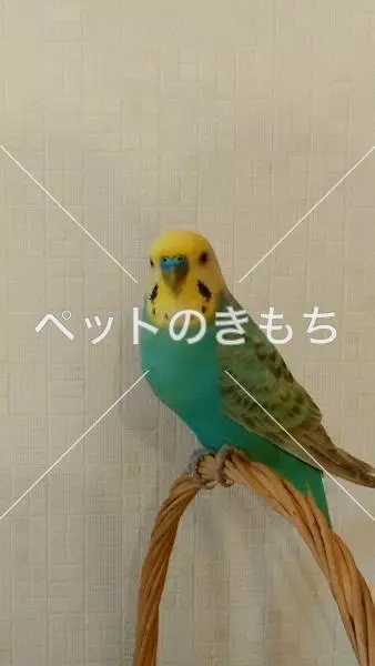 迷子鳥の画像
