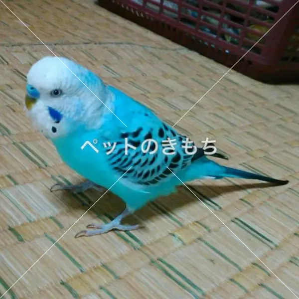 迷子鳥の画像