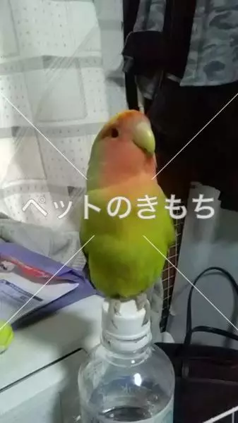 迷子鳥の画像