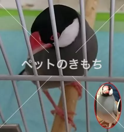 迷子鳥の画像
