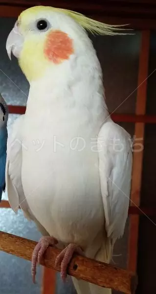 迷子鳥の画像