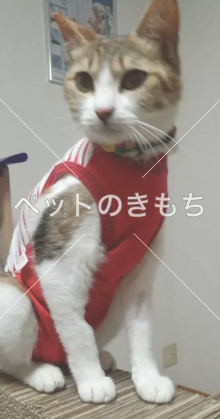 迷子猫の画像
