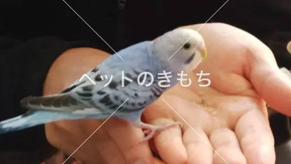 迷子鳥の画像